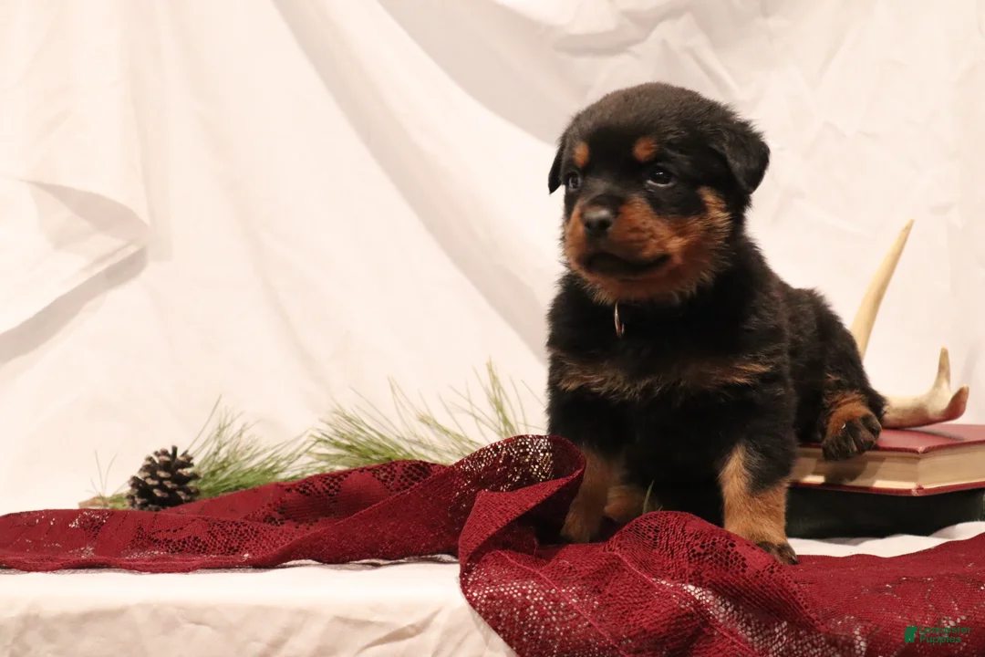 Rottweiler dogs for sale: Argus - Ad 2