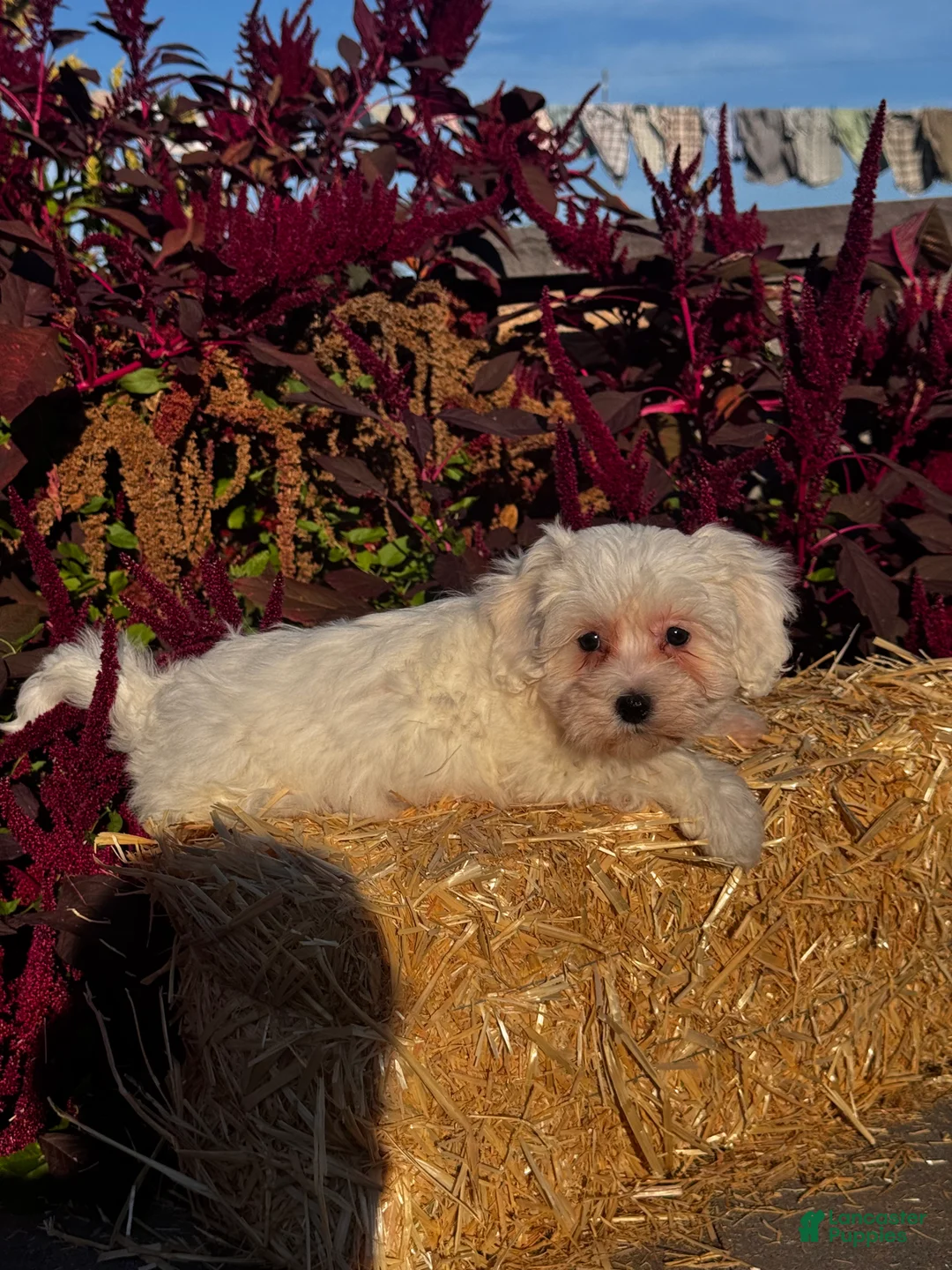 Coton De Tulear dogs for sale: Cookie  - Ad 5