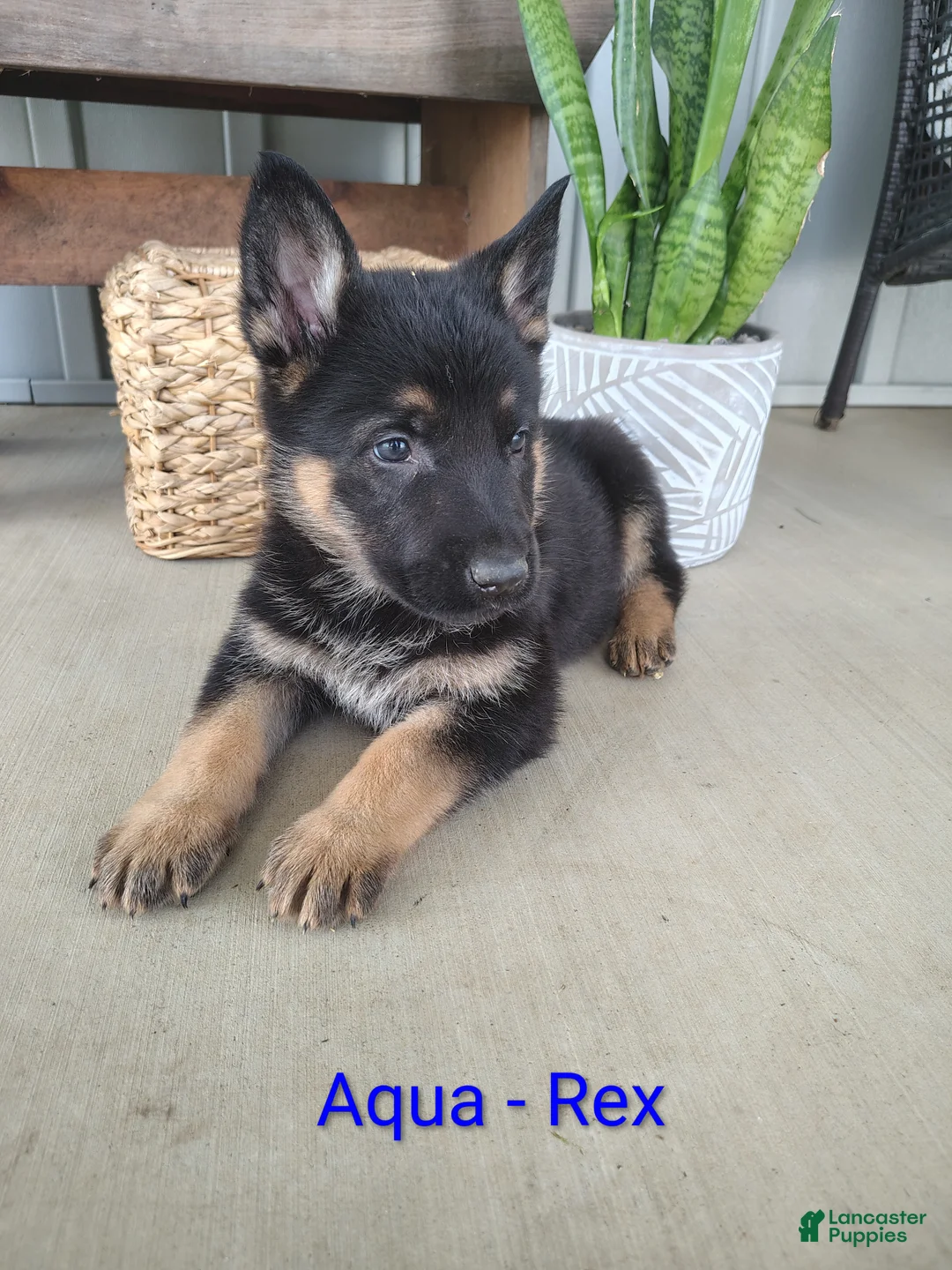 German Shepherd dogs for sale: Rex  - Ad 1