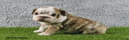 English Bulldog dogs for sale: Mindy - Ad 3