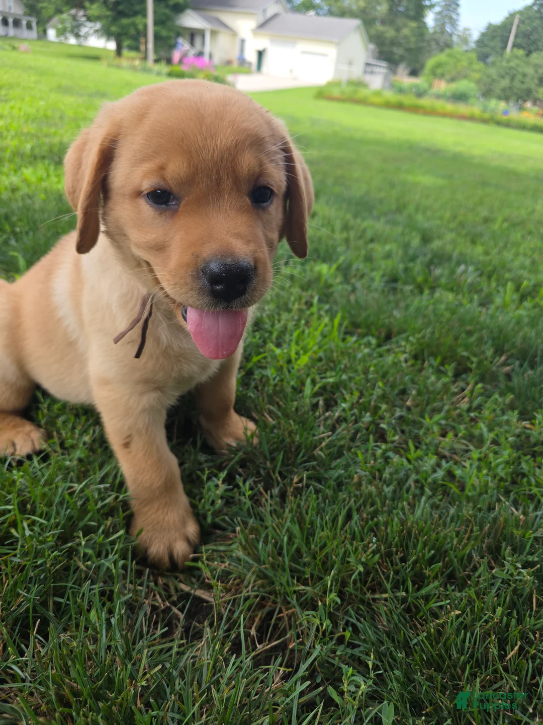 Harlen 🤎 Fox Red English Lab Labrador Retriever for sale in