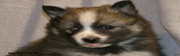 Pomsky dogs for sale: Max - Ad 4