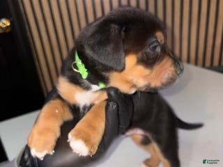 Mixed Breed dogs Hermes - Ad 19