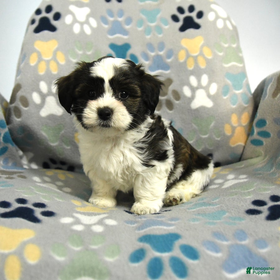 Malshi dogs Milo - Ad 1