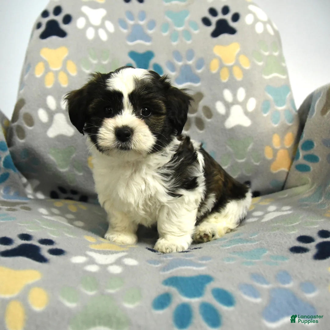 Malshi dogs for sale: Milo - Ad 1