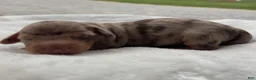 Miniature Dachshund dogs for sale: Moey - Ad 12