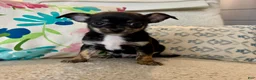Chihuahua dogs for sale: Tito - Ad 1