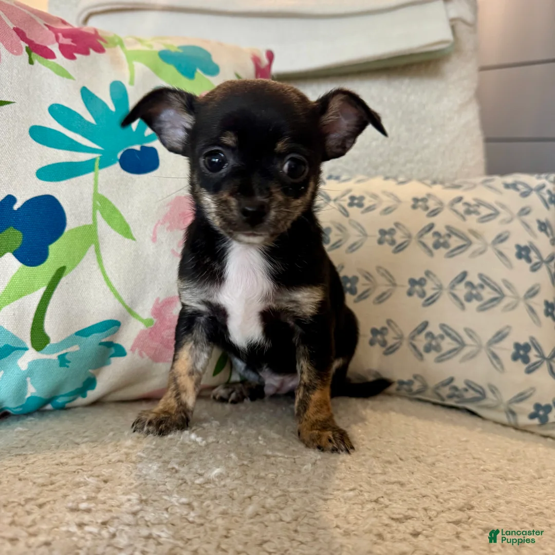 Chihuahua dogs for sale: Tito - Ad 1