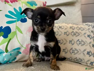 Chihuahua dogs Tito - Ad 30