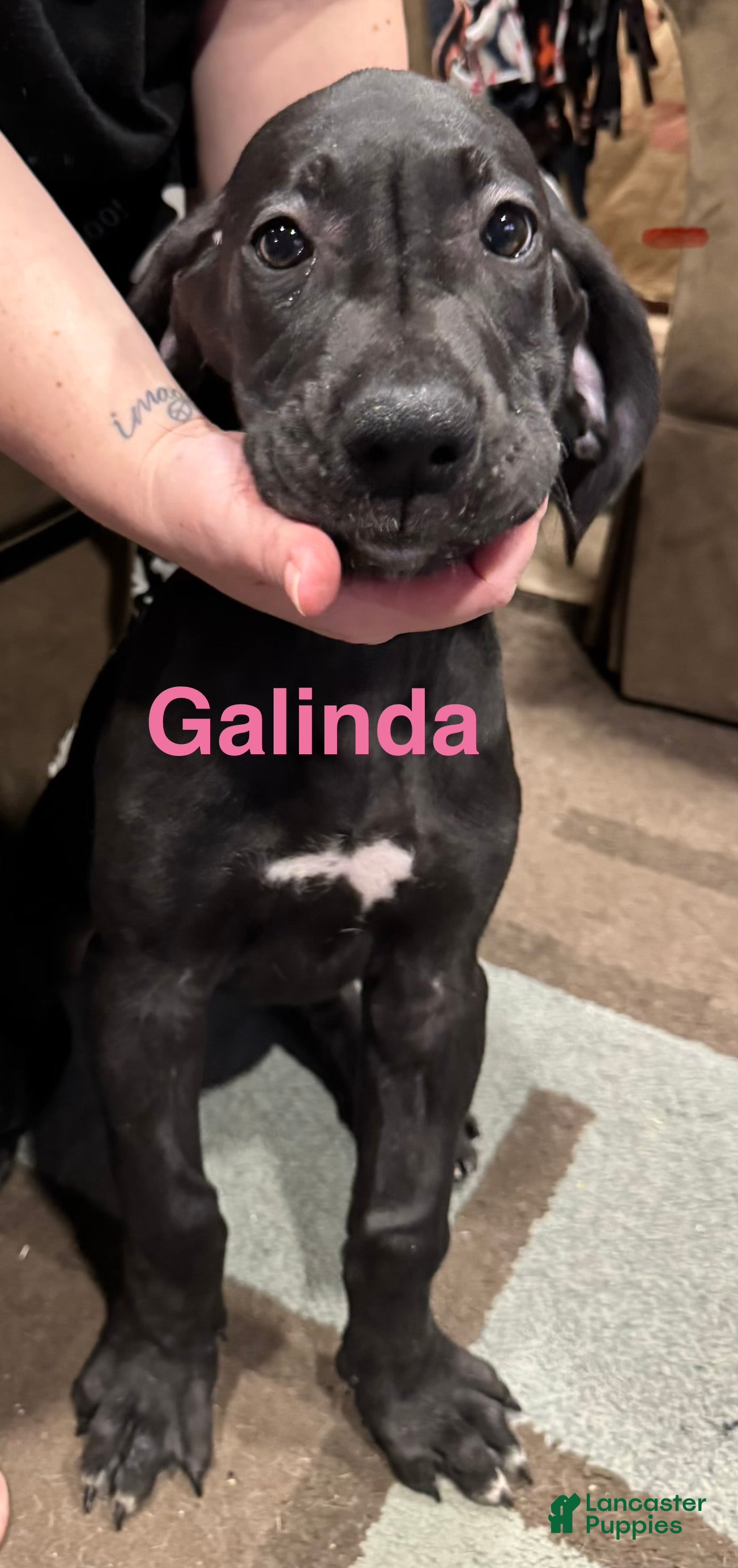 Great Dane dogs Galinda - Ad 42