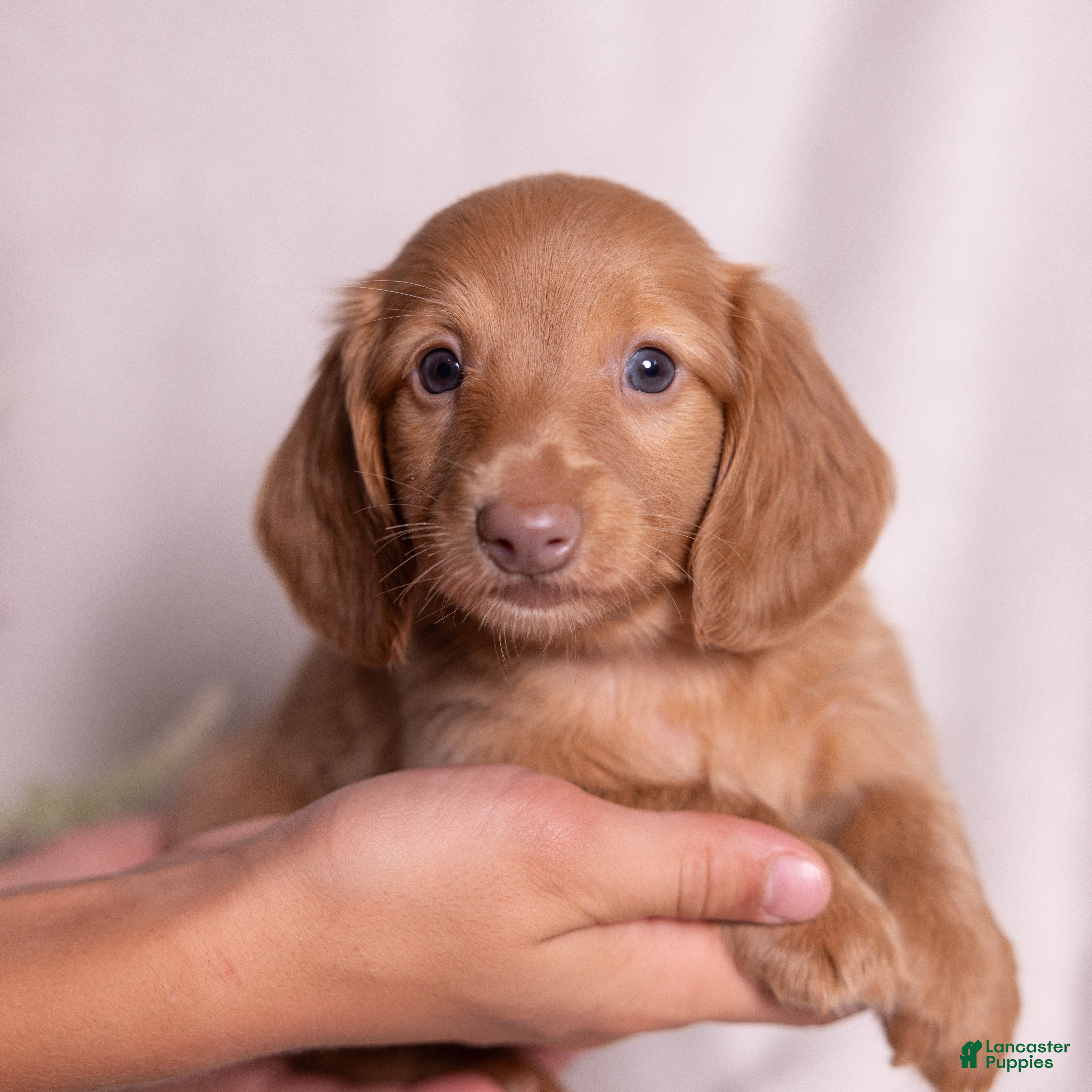 Miniature Dachshund dogs Peanut - Ad 1