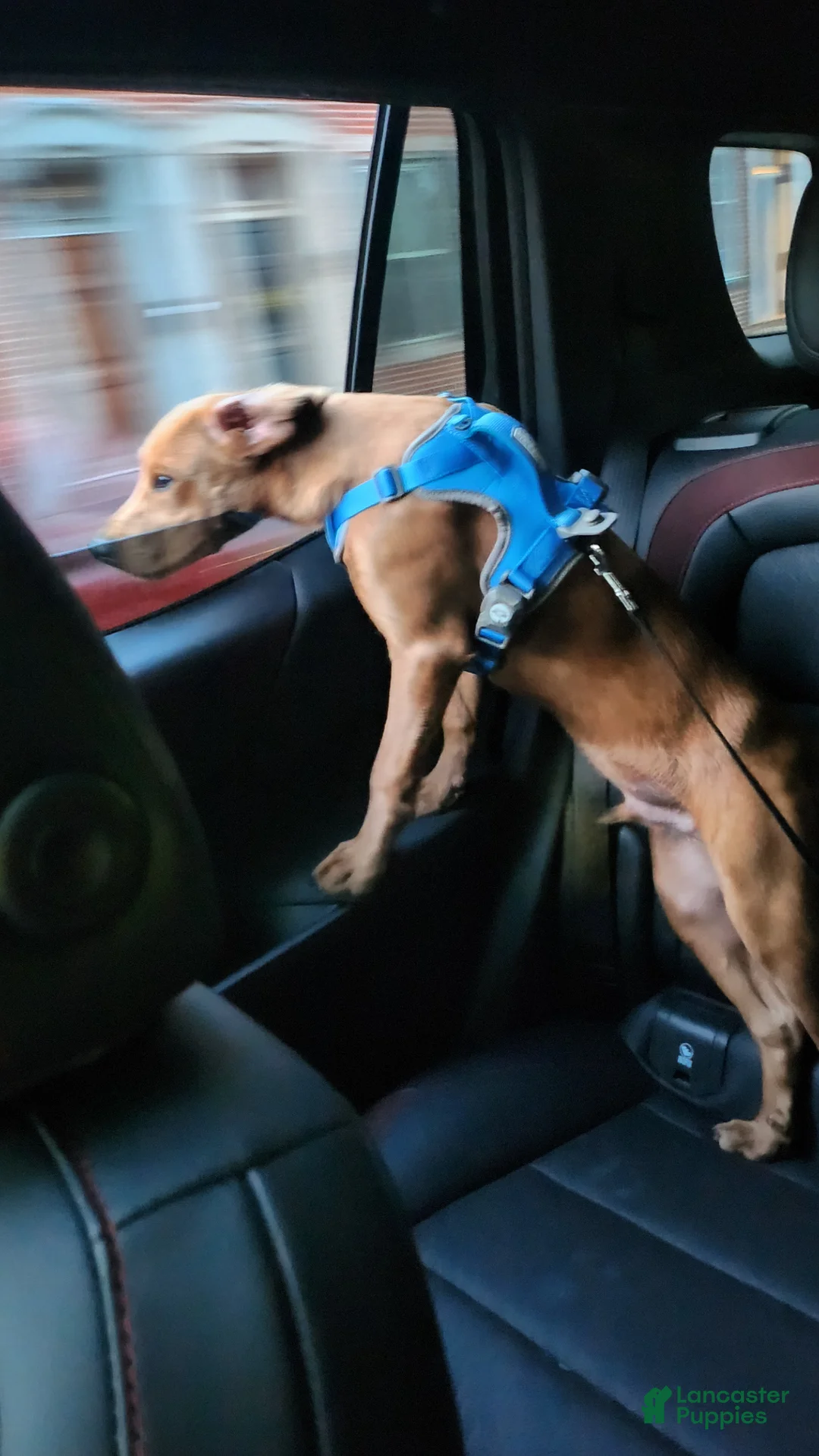 Mixed Breed dogs for sale: Mixed Breed Puppy 1 - Ad 7