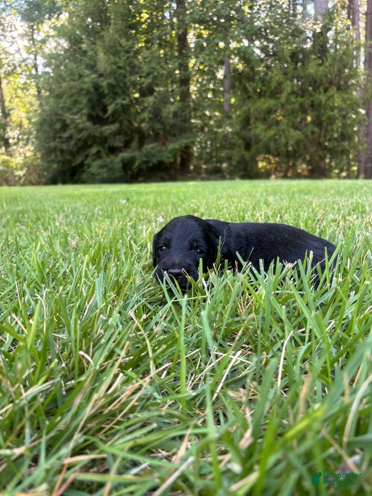 Goldendoodle dogs Hazel - Ad 2