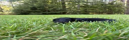 Goldendoodle dogs for sale: Hazel - Ad 2