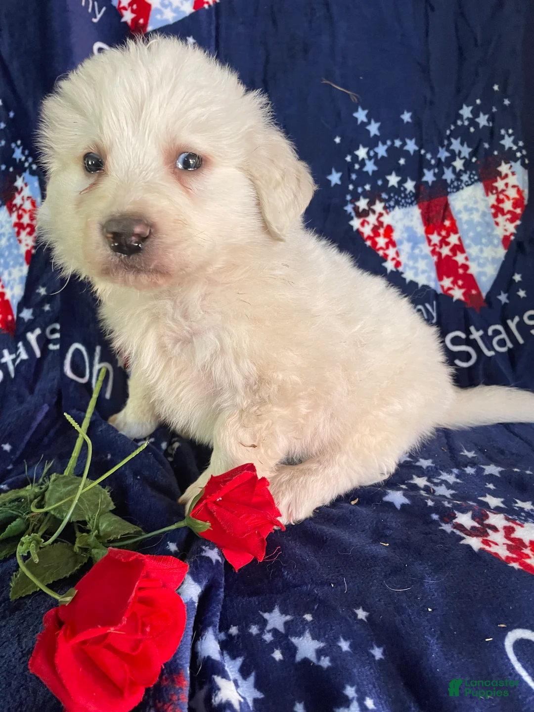 Great Pyrenees dogs for sale: Moose - Ad 2