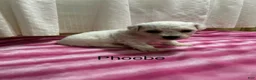 Bichon Frise dogs for sale: Bichon Frise 3 phoebe - Ad 2