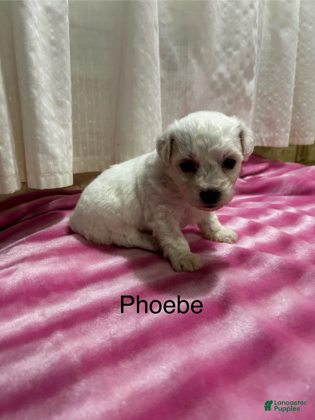 Bichon Frise dogs for sale: Bichon Frise 3 phoebe - Ad 2