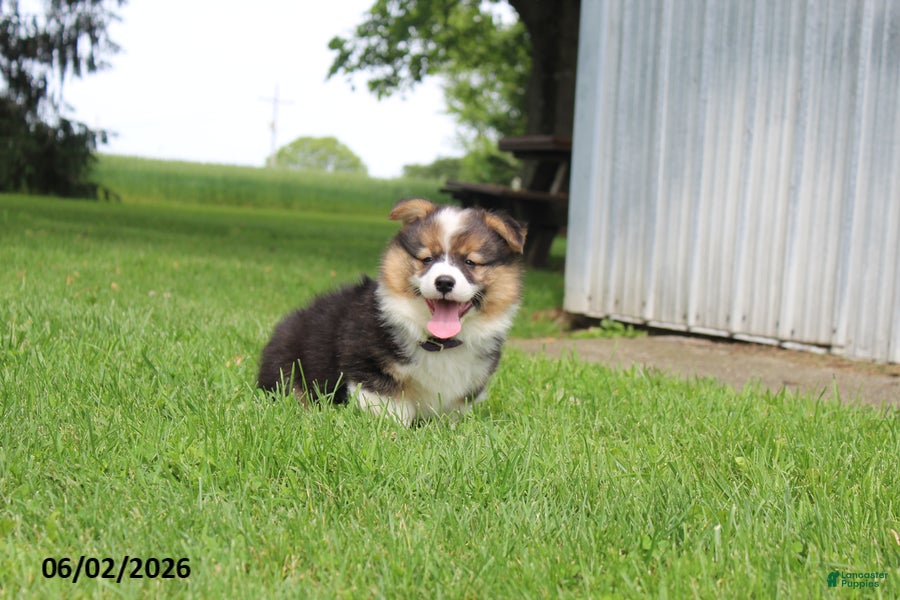 Welsh Corgi Pembroke dogs for sale: Dale  - Ad 1