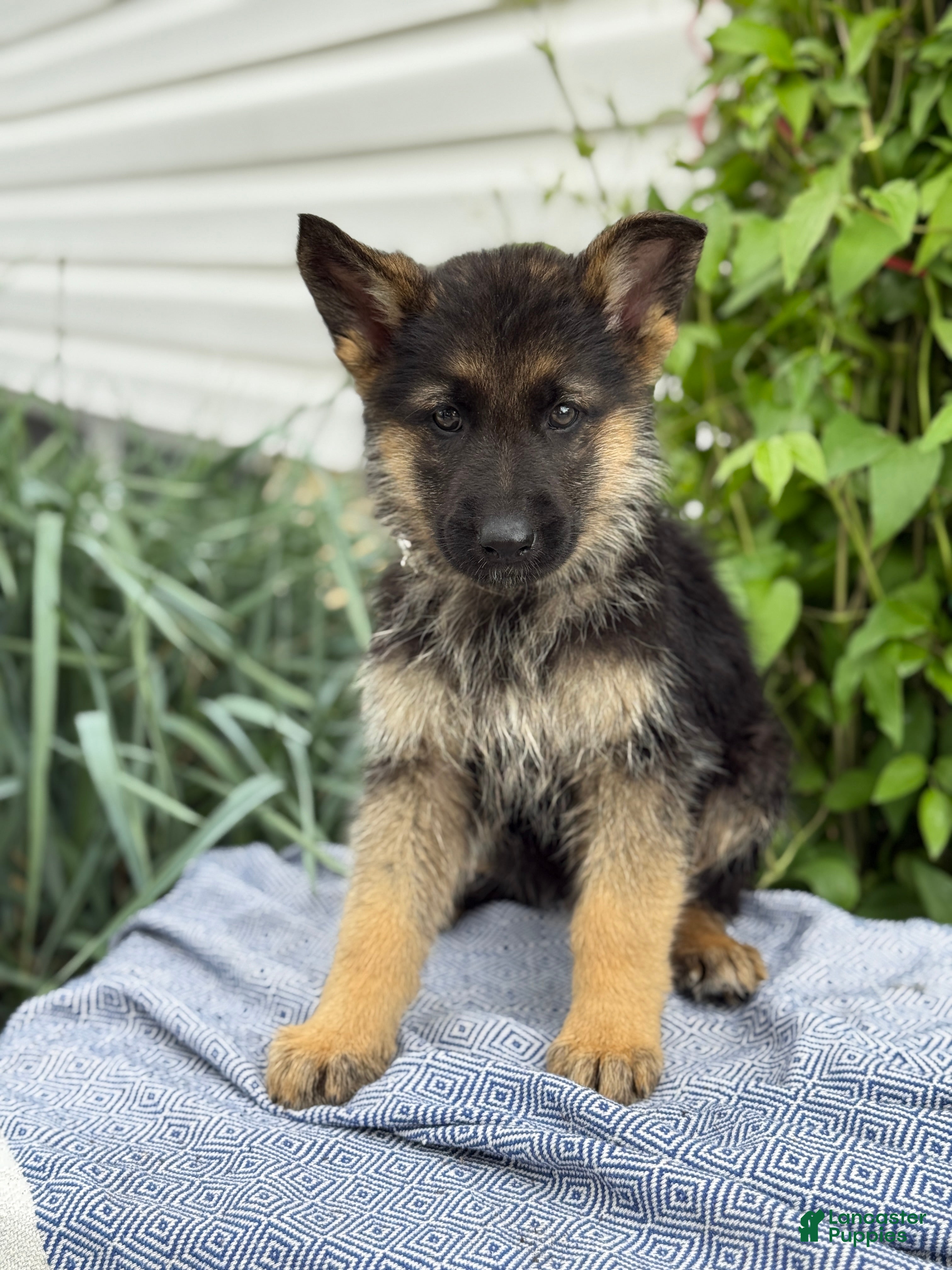 German Shepherd dogs Gunther - Ad 1