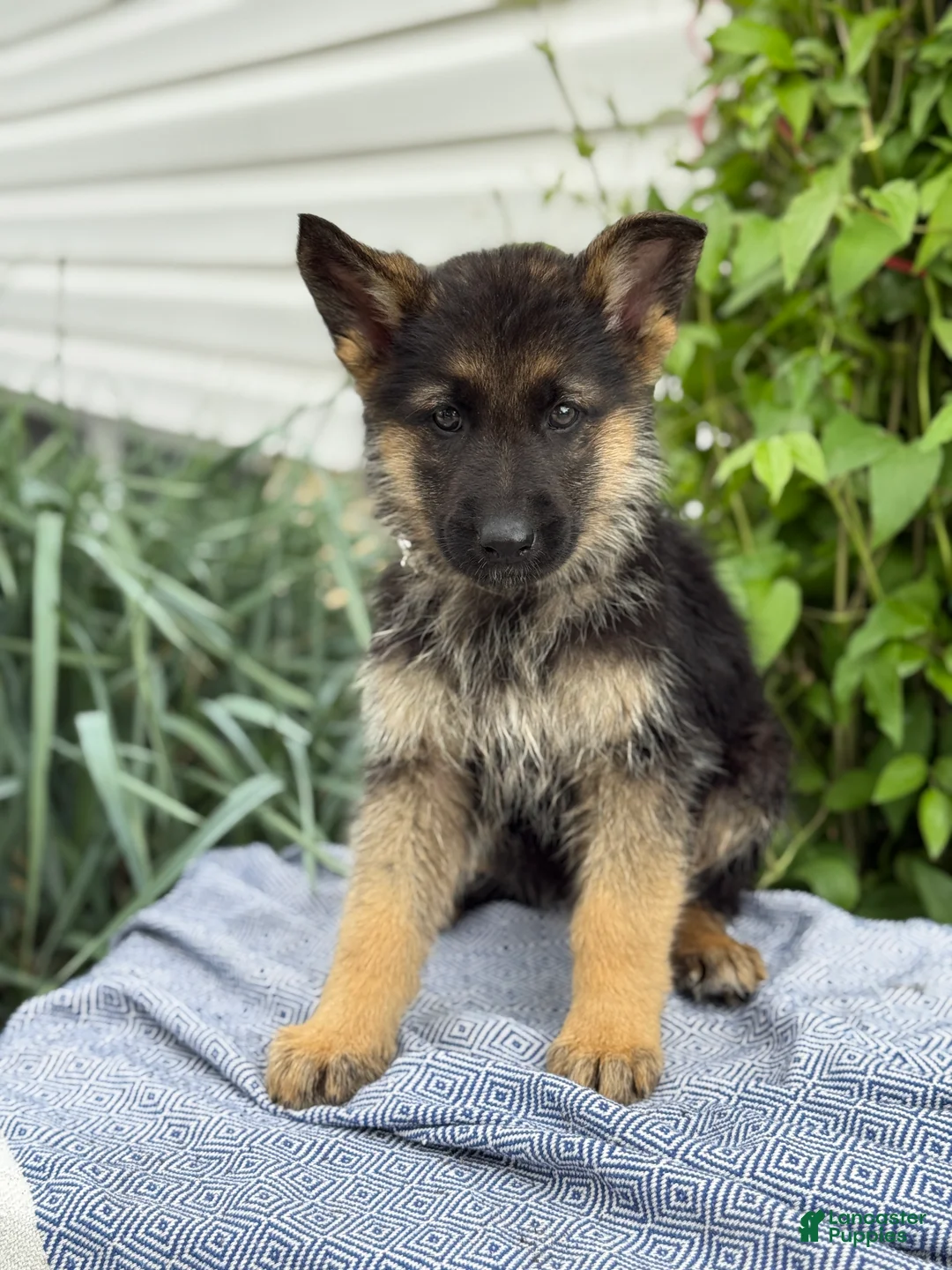 German Shepherd dogs for sale: Gunther - Ad 1
