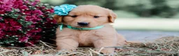 Golden Retriever dogs for sale: Andrea AKC Golden Retriever - Ad 8