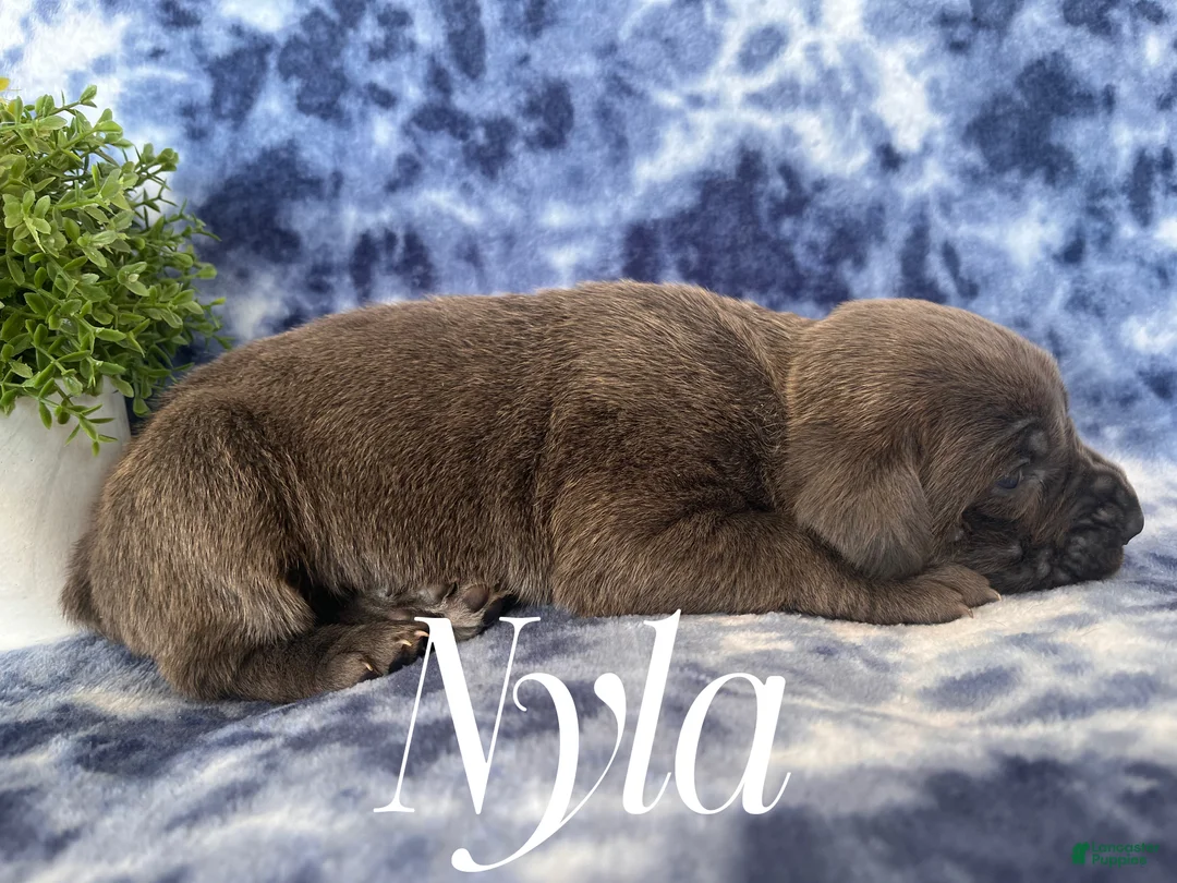 Cane Corso dogs for sale: Nikki - Ad 23
