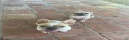 French Bulldog dogs for sale: French Bulldog 2 - Ad 2