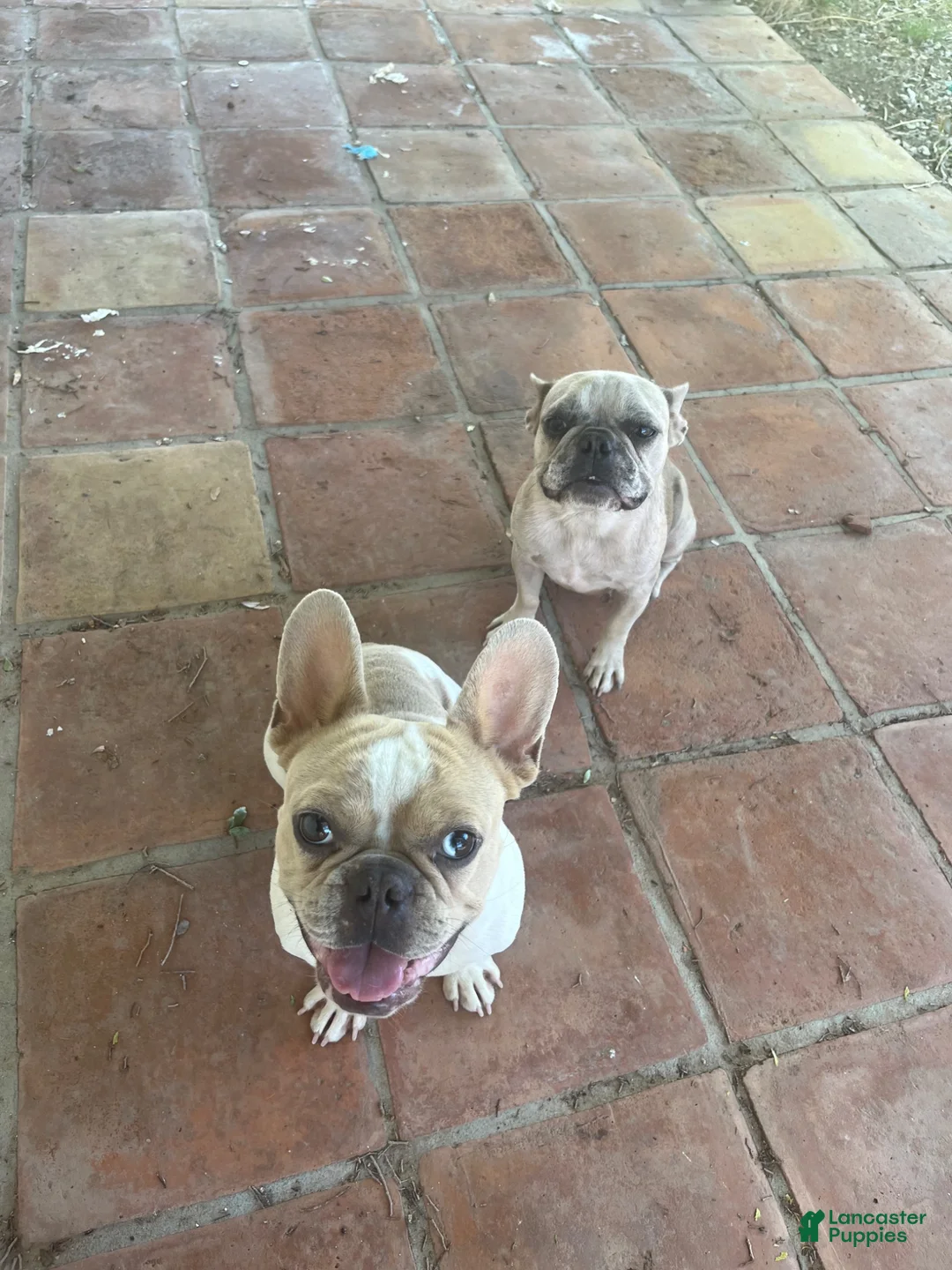 French Bulldog dogs for sale: French Bulldog 2 - Ad 2