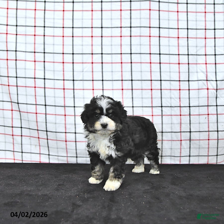 Mini Aussiedoodle dogs Wendy  EXRTA SMALL - Ad 1