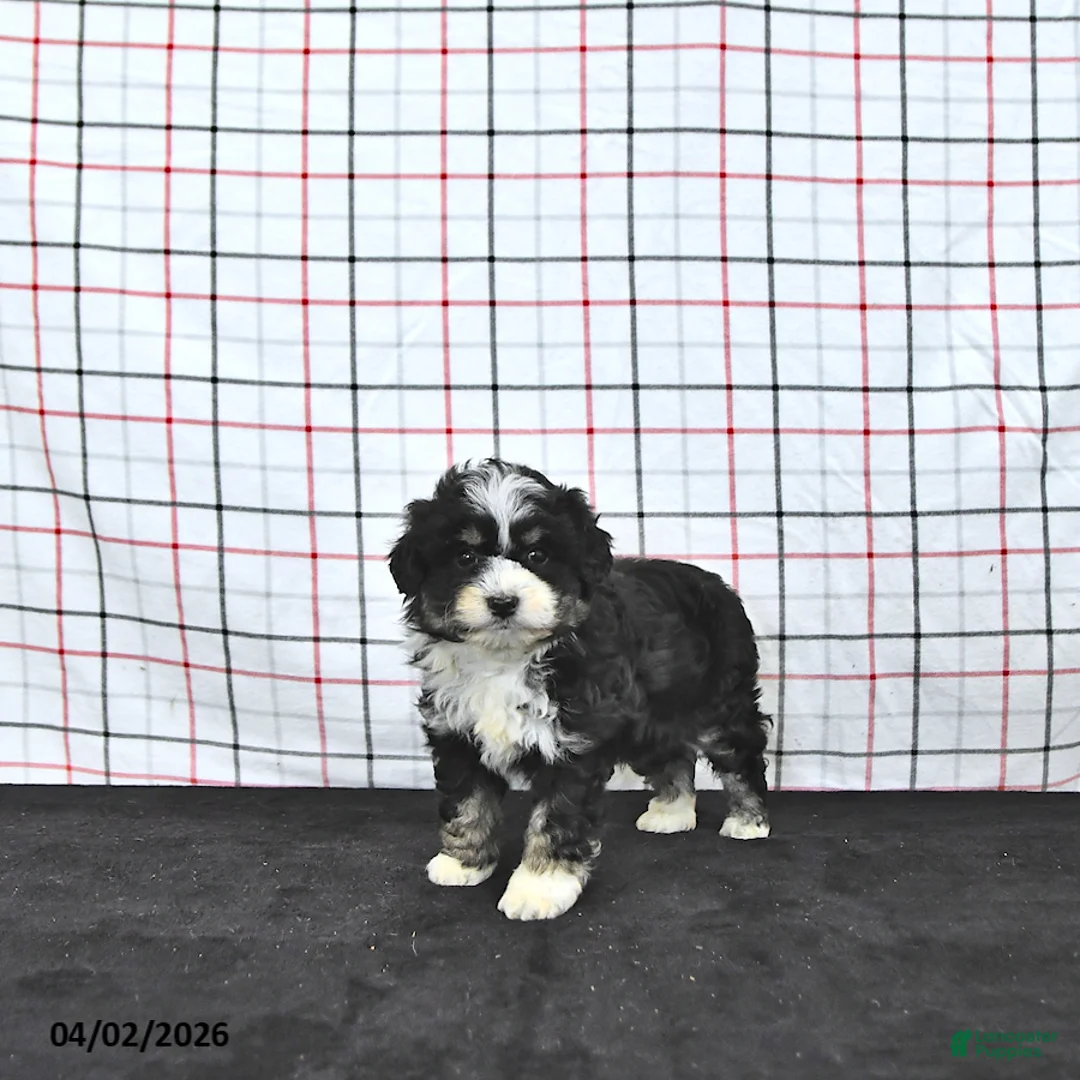 Mini Aussiedoodle dogs for sale: Wendy  EXRTA SMALL - Ad 1