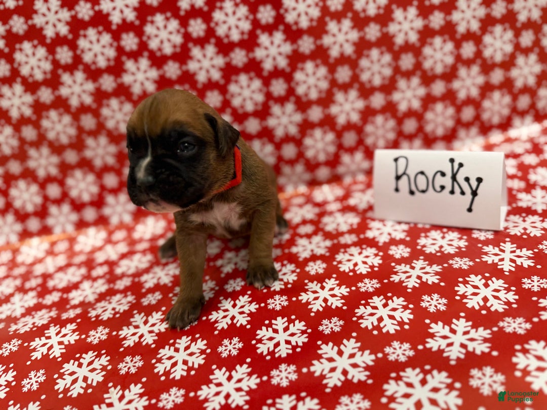 Boxer dogs for sale: Rocky - Ad 2