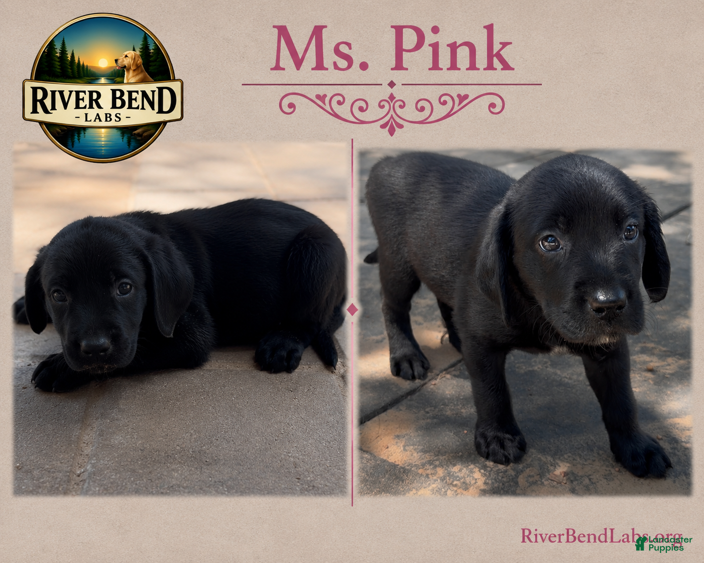 Labrador Retriever dogs Ms. Pink - Ad 1