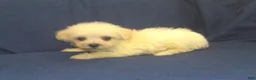 Maltipoo dogs for sale: Paladine - in home raised, non-shedding - Ad 4