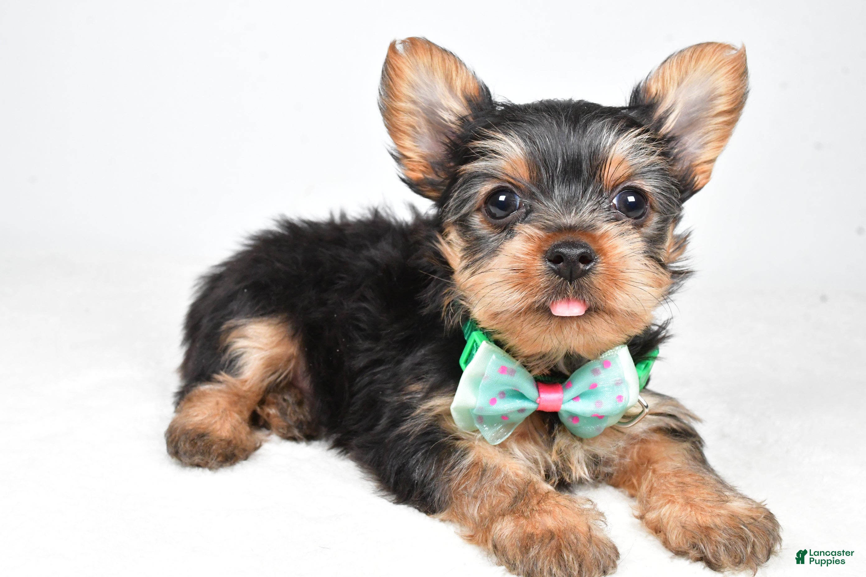 Yorkshire Terrier dogs Theo - Ad 1