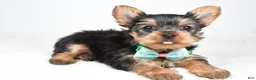 Yorkshire Terrier dogs for sale: Theo - Ad 1