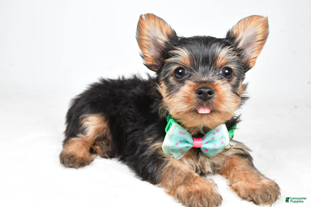 Yorkshire Terrier dogs for sale: Theo - Ad 1