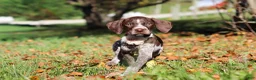 German Shorthaired Pointer dogs for sale: Allie - Ad 9