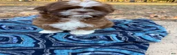 Shih Tzu dogs for sale: Yoshi - Ad 3
