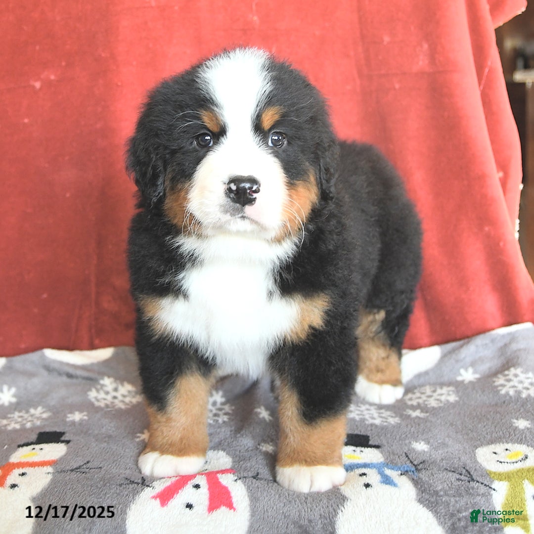 Bernese Mountain Dog dogs for sale: Bear - Ad 1