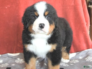 Bernese Mountain Dog dogs Bear - Ad 4
