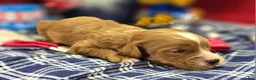 Cavapoo dogs for sale: Sonic - Ad 3