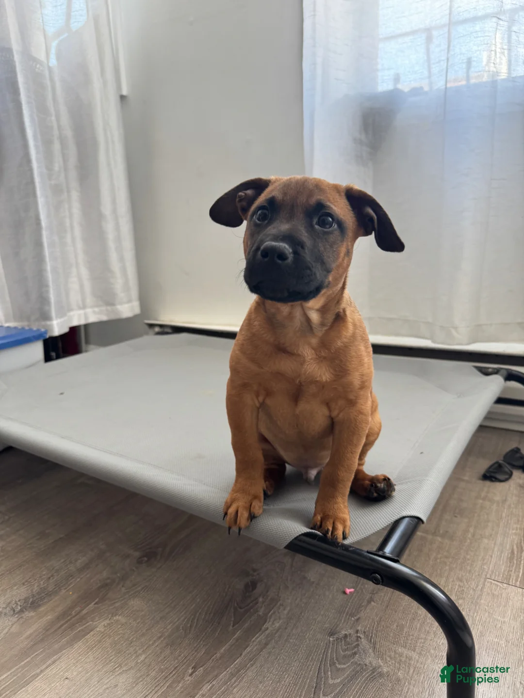 American Pit Bull Terrier dogs for sale: American Pit Bull Terrier Puppy  - Ad 2
