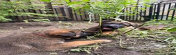 Mixed Breed dogs for sale: Mocha - Ad 21