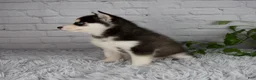 Pomsky dogs for sale: Traci - Ad 2