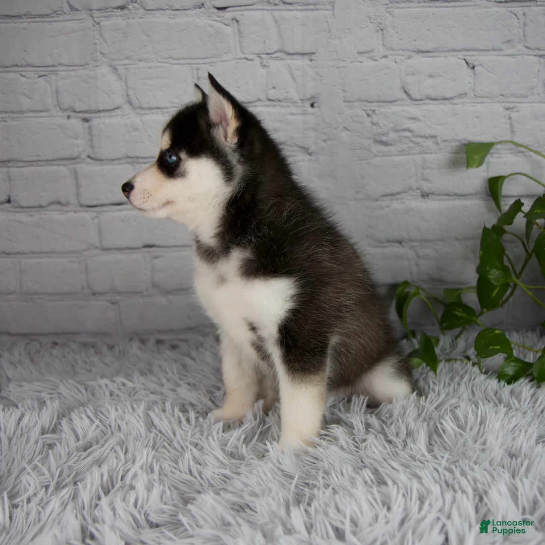 Pomsky dogs for sale: Traci - Ad 2