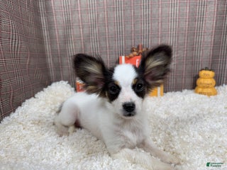 Papillon dogs Papillon Puppy 3 - Ad 19