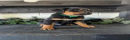 Rottweiler dogs for sale: Brent - Ad 5