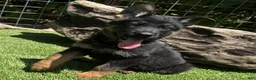German Shepherd dogs for sale: German Shepherd 2 - Ad 1