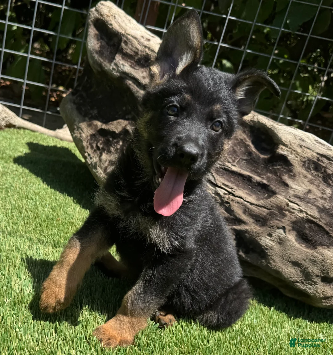 German Shepherd dogs for sale: German Shepherd 2 - Ad 1
