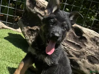 German Shepherd dogs for sale: German Shepherd 2 - Ad 2
